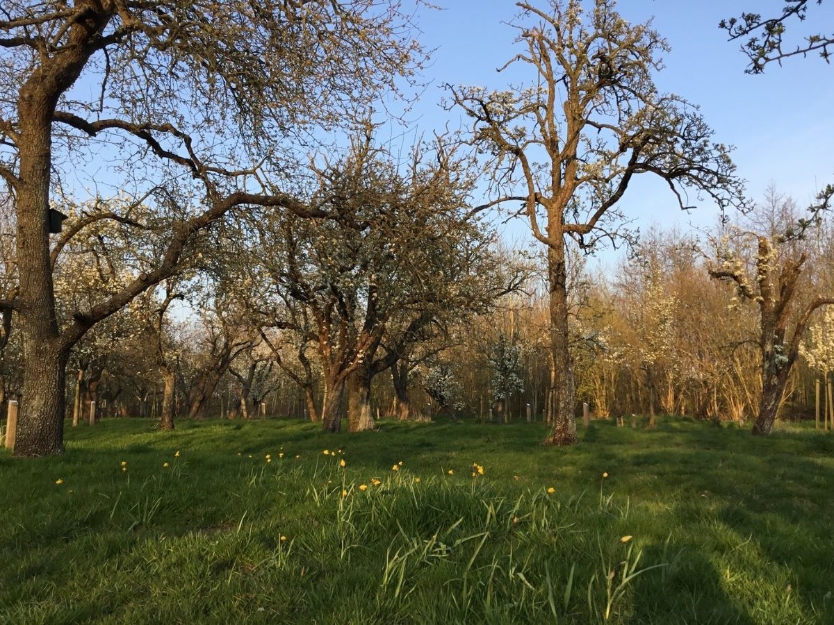 hoogstamboomgaard met stinzenplanten