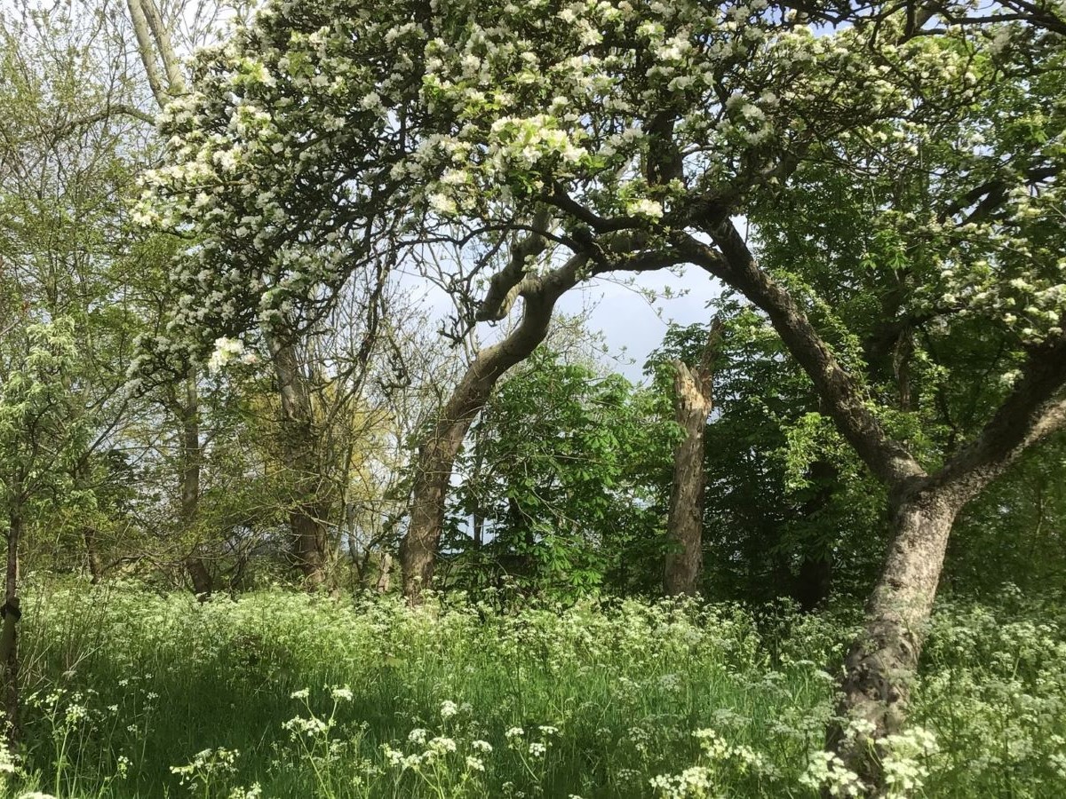 hoogstamboomgaard met fluitekruid