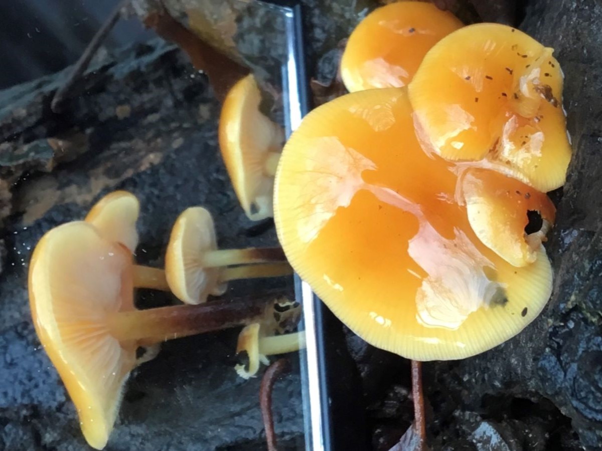 Gewoon fluweelpootje