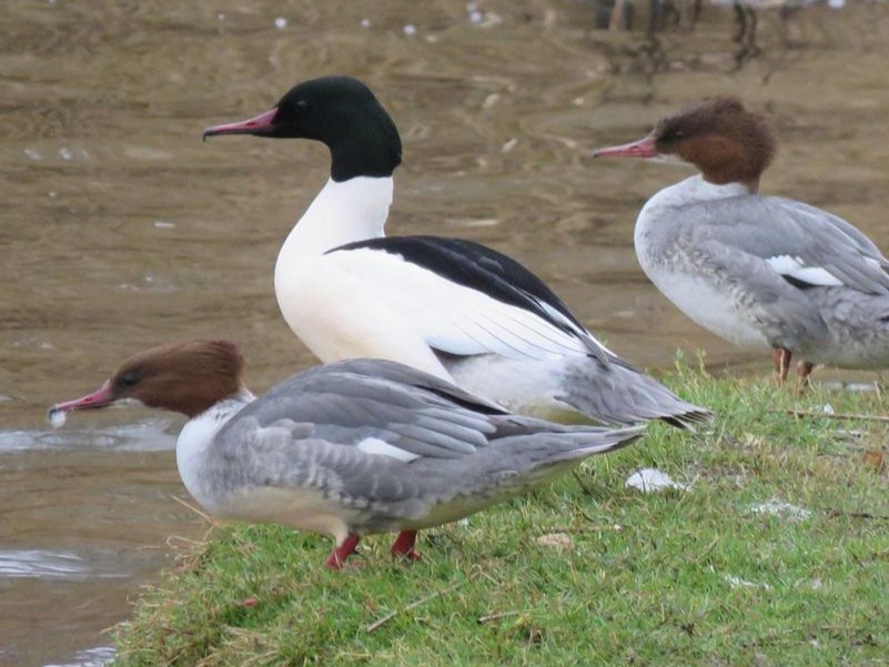 20240929 durklautenbag grote zaagbek