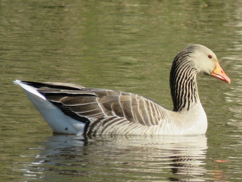 20240929durklautenbag-grauwe gans