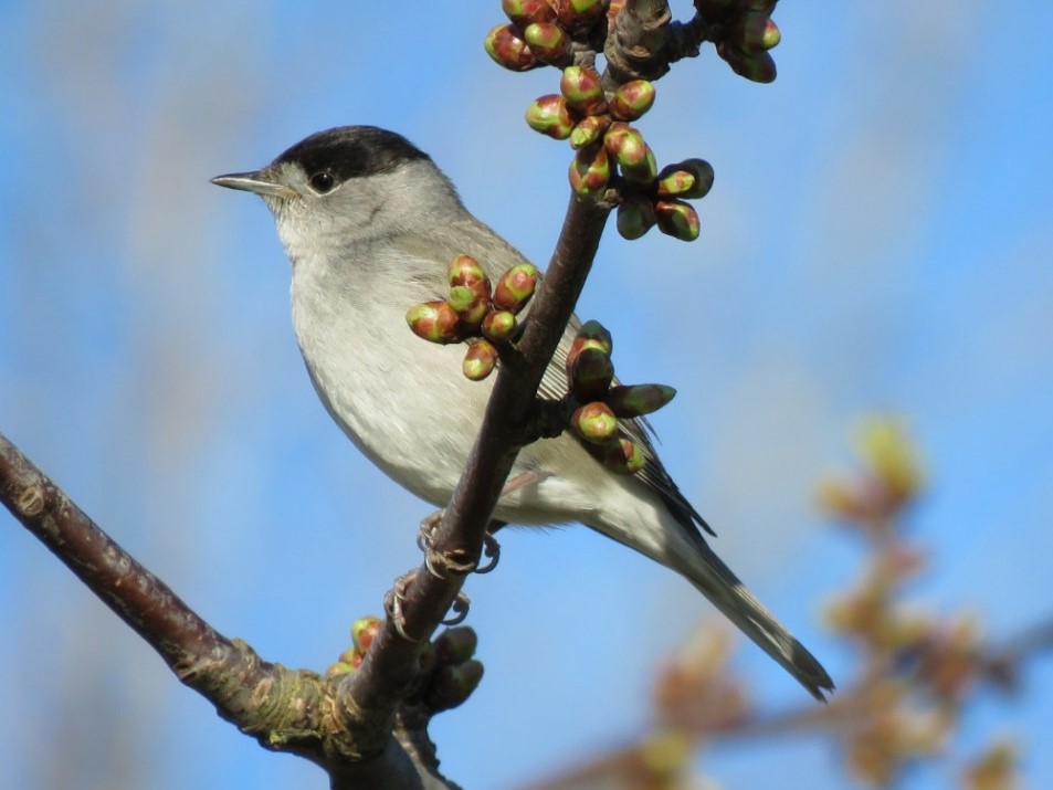 20240929durklautenbag zwartkop