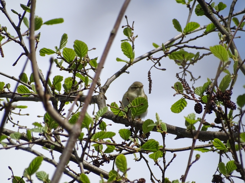 Gerard westerhuis fitis