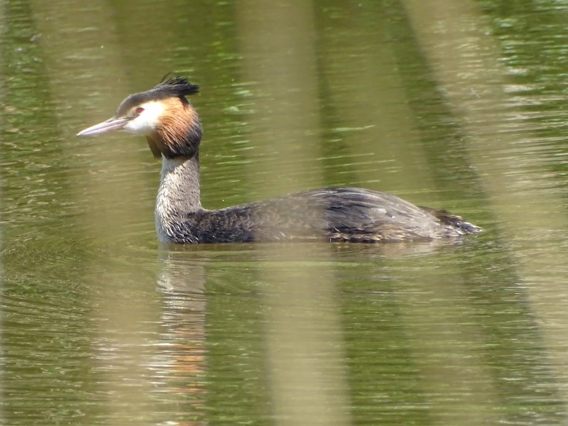 Gerardwesterhuis fuut