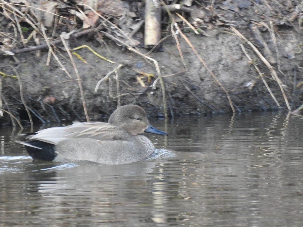 Gerardwesterhuis krakeend