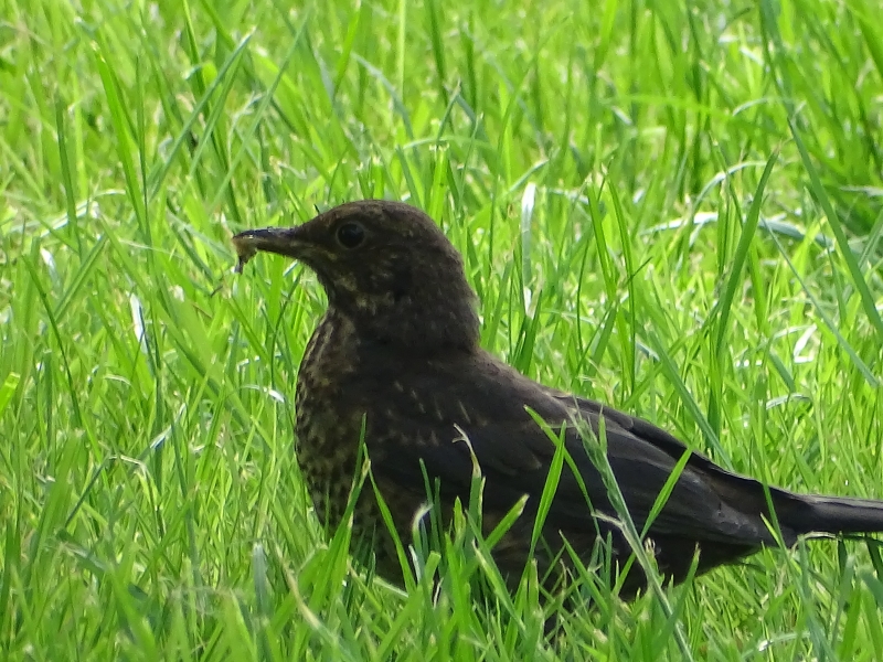 Gerardwesterhuis merel