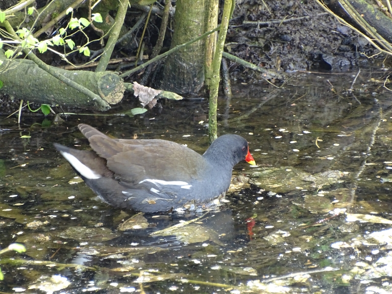 Gerardwesterhuis waterhoen