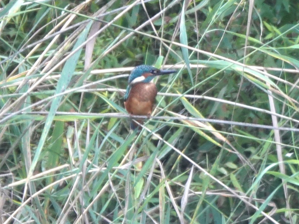 ijsvogel foto René Beekvelt
